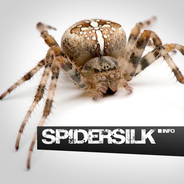 spidersilk.info