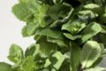 MENTA ESSICCATA FATTA IN CASA