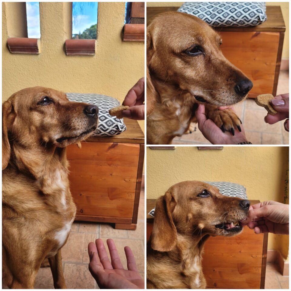 Biscottini per cani fatti in casa in friggitrice ad aria