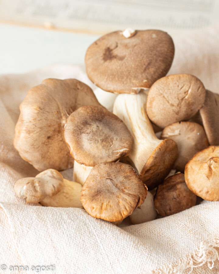 Funghi cardoncelli come pulirli cucinarli e conservarli