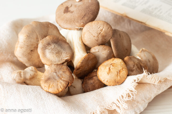 Funghi cardoncelli come pulirli cucinarli e conservarli