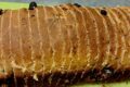 Fette biscottate ai frutti rossi