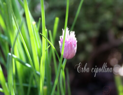 Erba cipollina. Erbe aromatiche, impariamo a riconoscerle