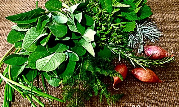 Piante aromatiche 💚 piante officinali