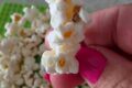 Popcorn al microonde: il trucco per farli SENZA olio e renderli lo snack più sano e leggero del mondo