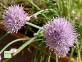 fiori di erba cipollina