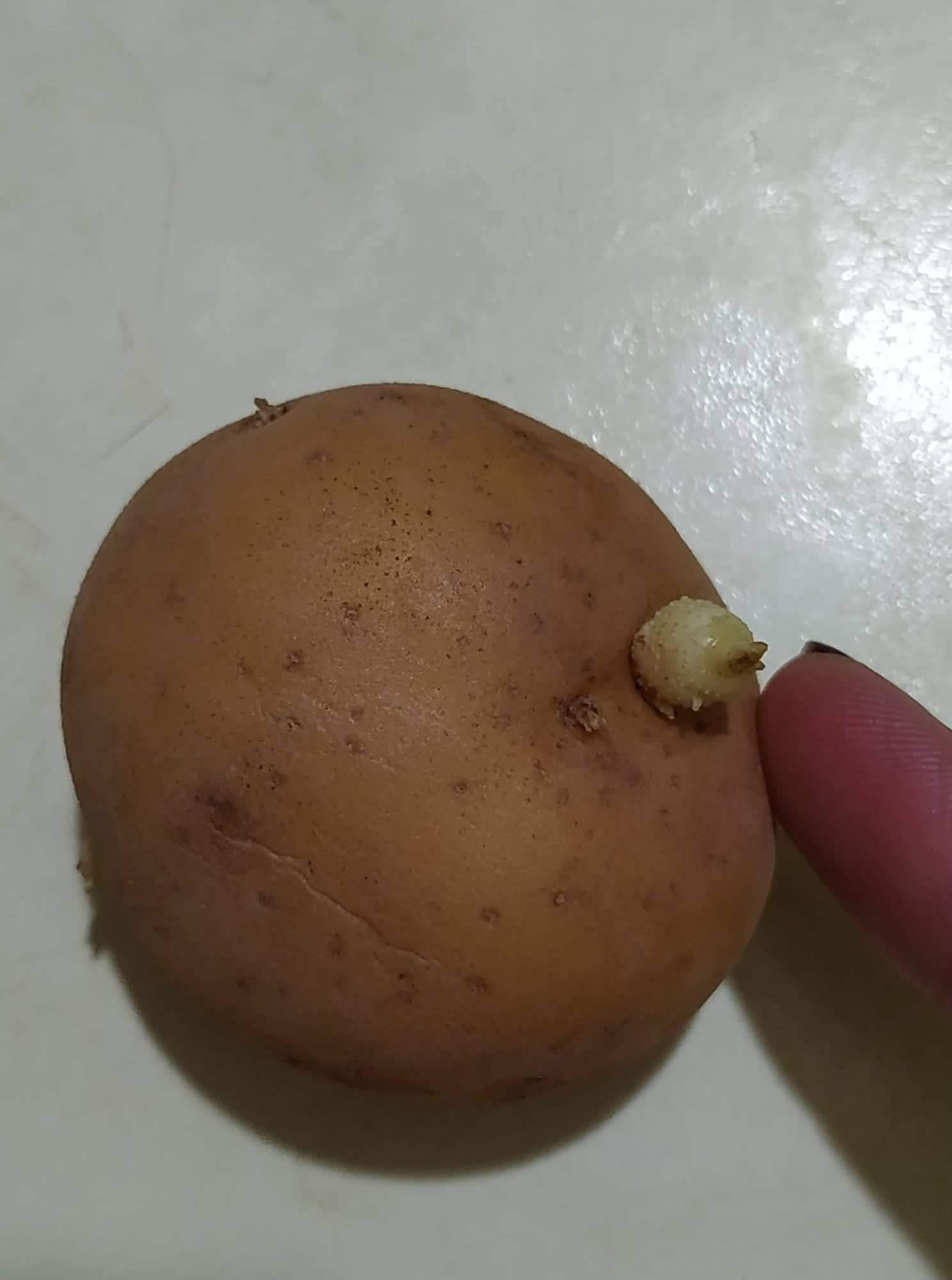 Come Conservare Le Patate A Lungo Il Metodo Naturale