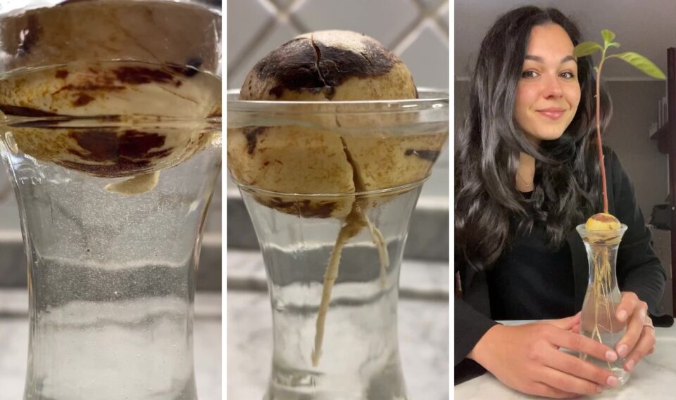 Se dopo un po' di tempo vediamo comparire una crepa nel nostro seme, siamo sulla buona strada: da lì infatti spunterà il primo germoglio radicale da cui si svilupperanno tutte le radici successive! E' questo il momento di immergere il seme radicato in acqua, sistemandolo in una posizione stabile: io ho scelto una caraffa in vetro con l'apertura perfetta per tenere fermo il seme, ma ci sono anche altri sistemi altrettanto validi, per es. l'utilizzo di stuzzicadenti infilati nel seme. Da questo momento è importante ricordarsi di cambiare l'acqua una volta a settimana.  L'apparato radicale inizierà a svilupparsi e il nostro seme si trasformerà ben presto in una piccola pianta, con un piccolo fusto e le prime foglioline. 