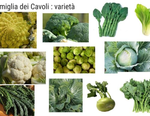 Guida dettagliata sui Cavoli e tutte le sue varietà : broccoli, verze, cappucci, rape
