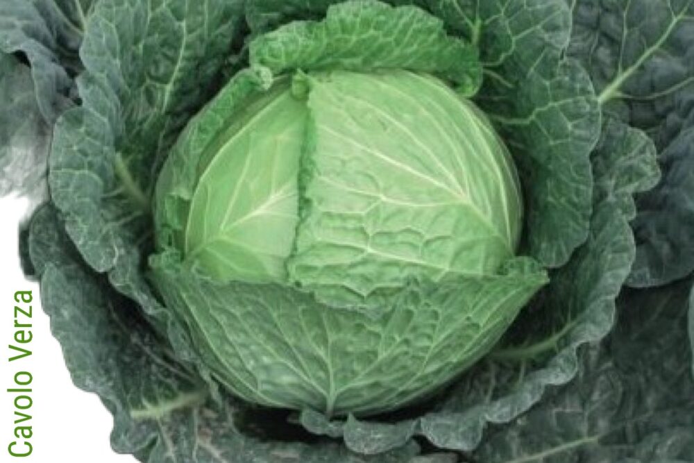 Guida dettagliata sui Cavoli e tutte le sue varietà : broccoli, verze ...