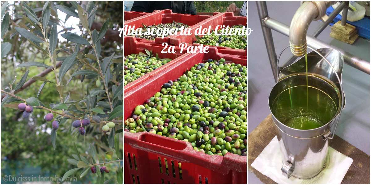 Cooperativa agricola Nuovo Cilento, trasformazione delle olive e il frantoio Dulcisss in forno by Leyla