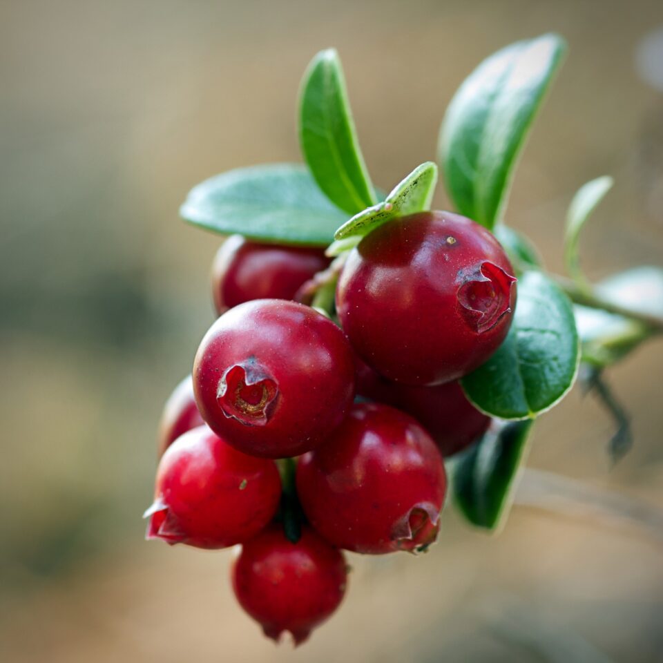 cranberry frutti di bosco