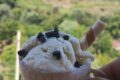 Gelato al cocco