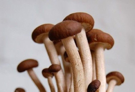 Come pulire e preparare i funghi chiodini