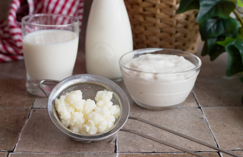 Cosa sono i granuli di Kefir di latte, dove trovarli, come conservarli e come utilizzarli. Scopriamo cosa sono i granuli di kefir.
