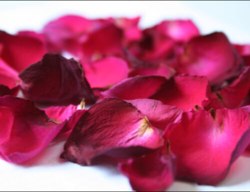 Quaglie ai petali di rosa