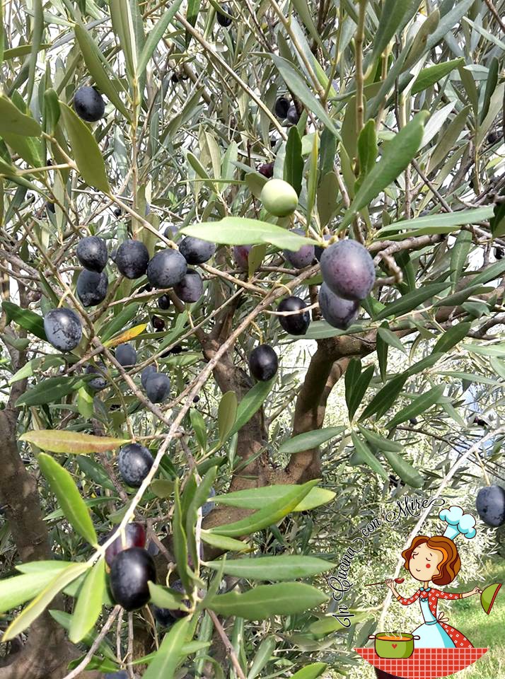 olive nere candite