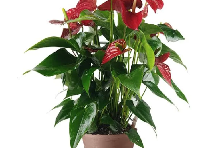 Anthurium, bellissima pianta tropicale