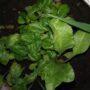 Le verdure ingredienti versatili fondamentali in cucina: il basilico.