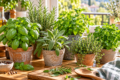 Erbe aromatiche in vaso: come coltivarle in cucina, sul balcone e nell’orto domestico