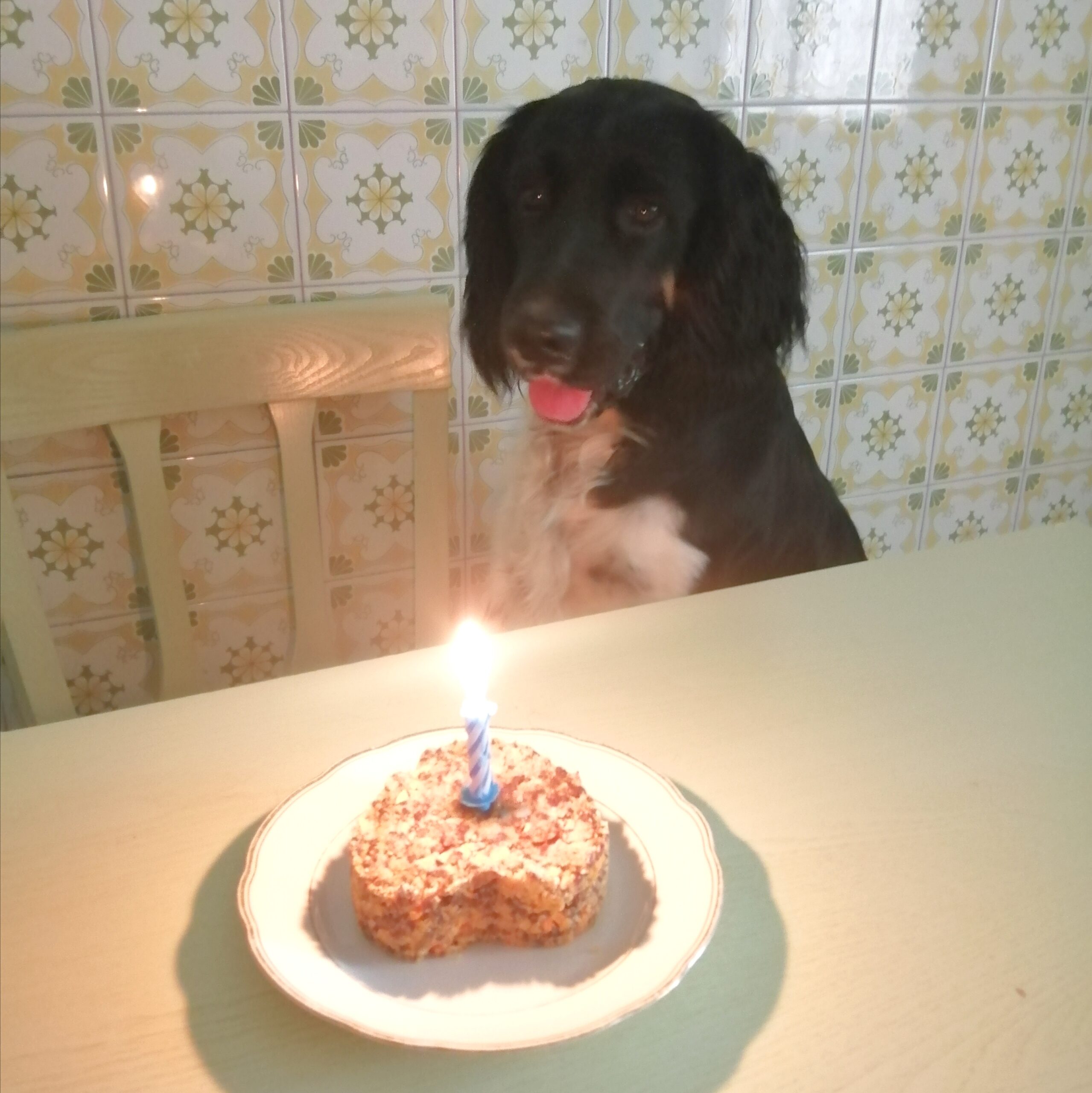 Torta di Buon Compleanno per Cani