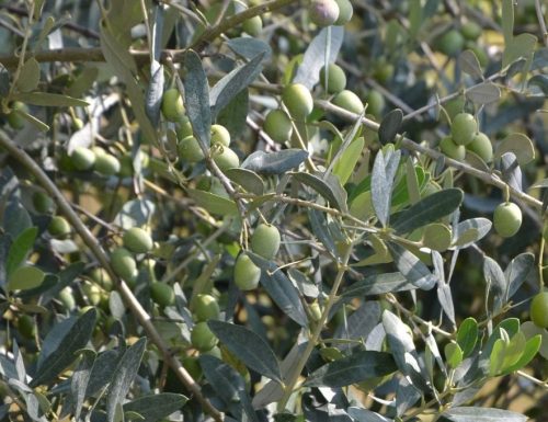 Prime Olive da Redoro, eccellenza veneta