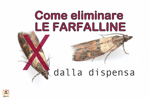 Come eliminare le farfalline dalla dispensa, cibo, pasta, farina in ... Come combattere le tarme