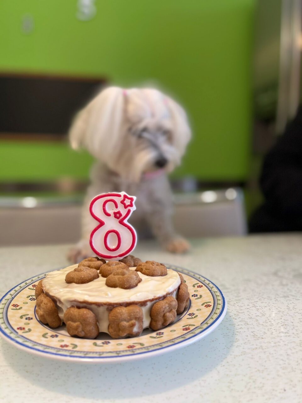 Torta di compleanno per cani - Le torte di Katy e Paola