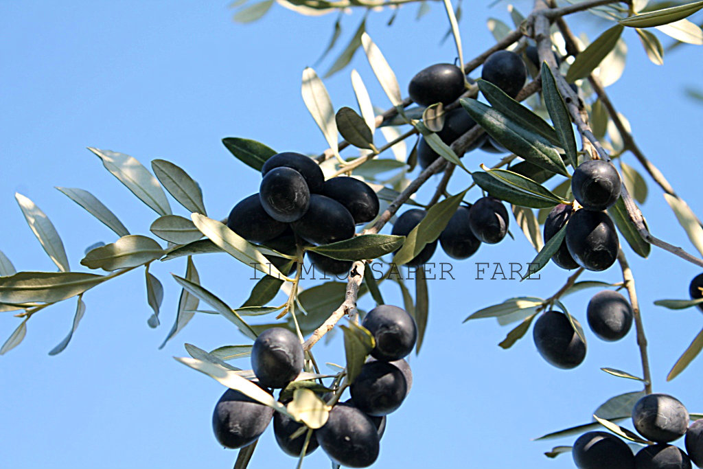ricette per conservare le olive nere IL MIO SAPER FARE