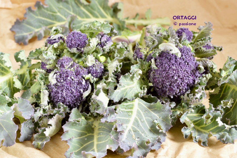 Broccolo viola violetto ORTAGGI © passione