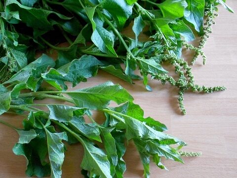 Orapi, spinaci di montagna – cottura – ricette