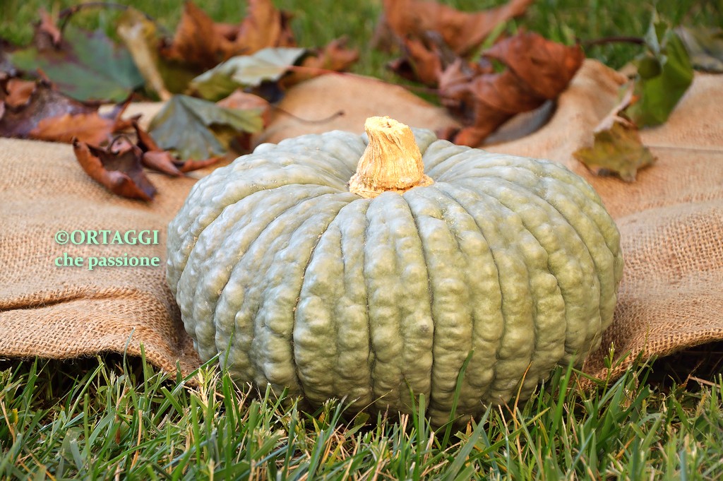 zucca piacentina BERTINA mantovana