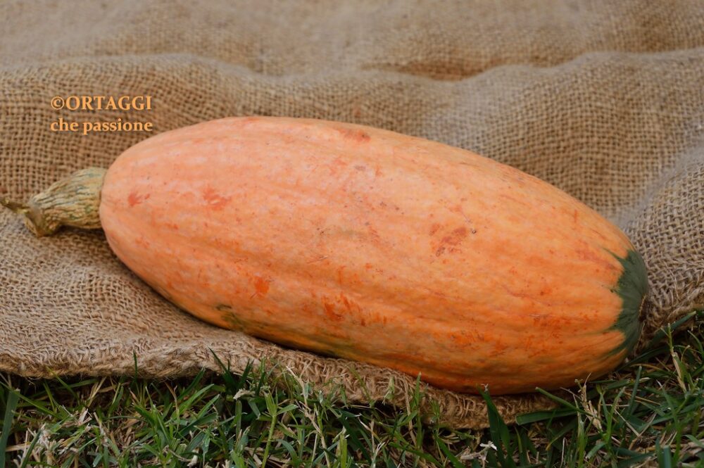 Zucca BANANA Pink Banana Jumbo