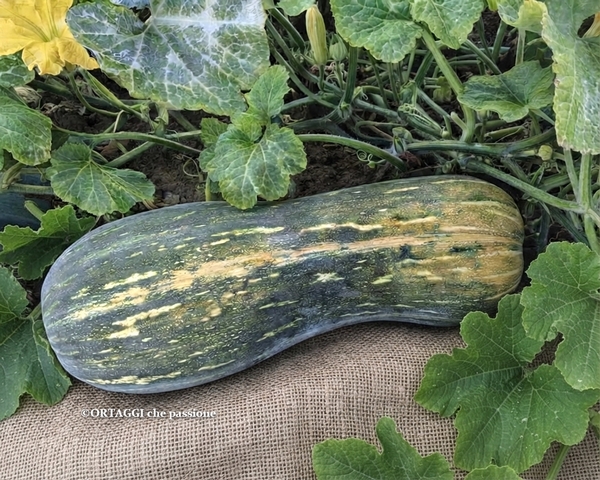 zucca lunga di Napoli Cocozza Cucozza zuccarina o zucca piena di Napoli