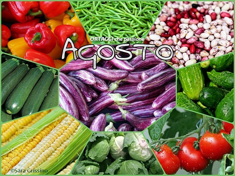 8 AGOSTO calendario verdura di stagione VERDURE del mese ORTAGGI CHE PASSIONE by Sara Grissino