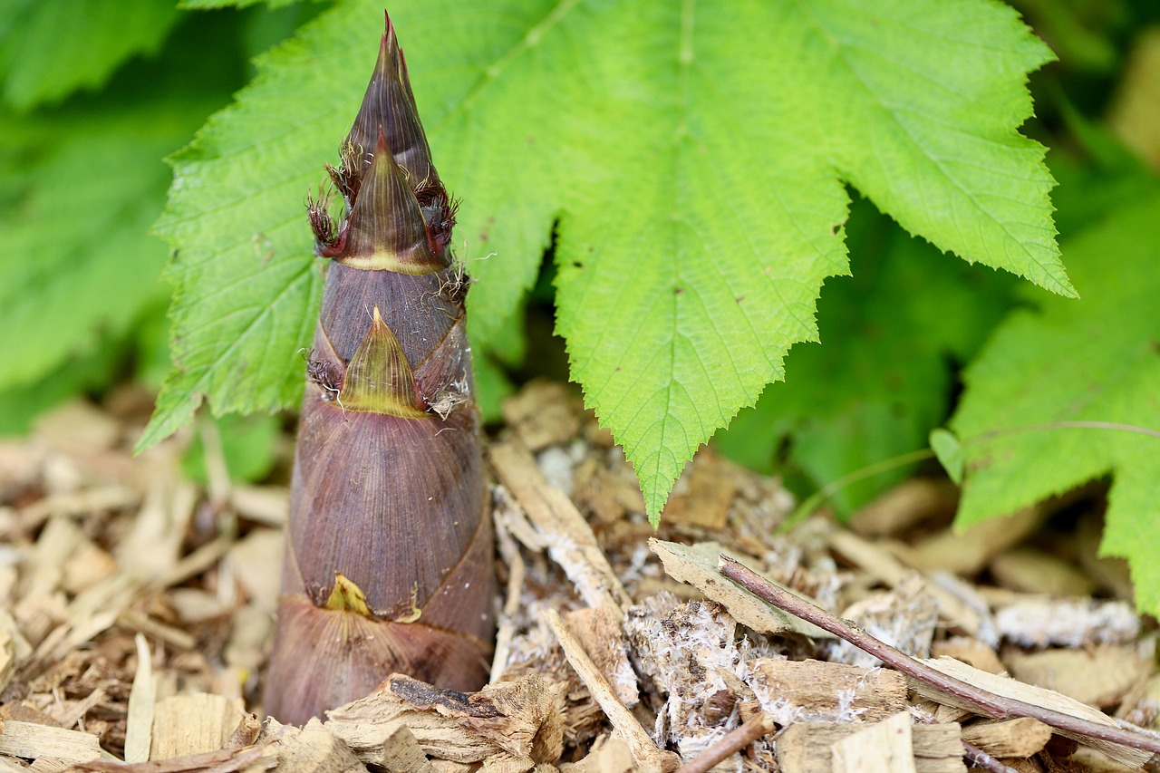 bamboo shoot photo