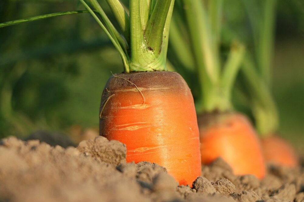carote nella terra