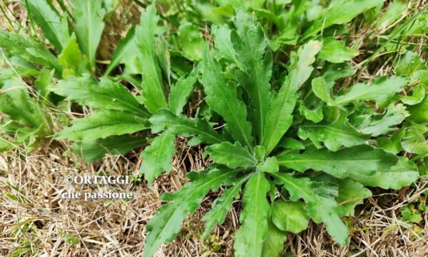 ERIGERO – Erigeron l’erba spontanea che sa di peperone