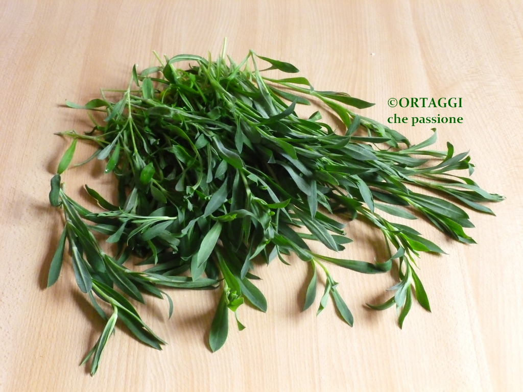 Carletti Silene foto immagine