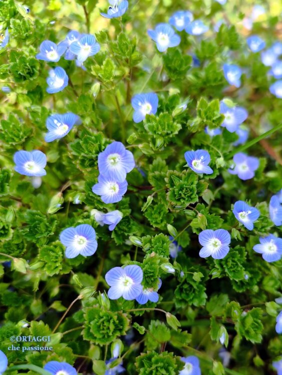fiori veronica - occhio della Madonna