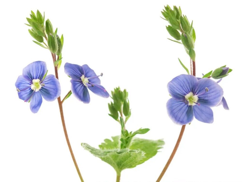 IMMAGINE fiore veronica persica comune OCCHI DELLA MADONNA