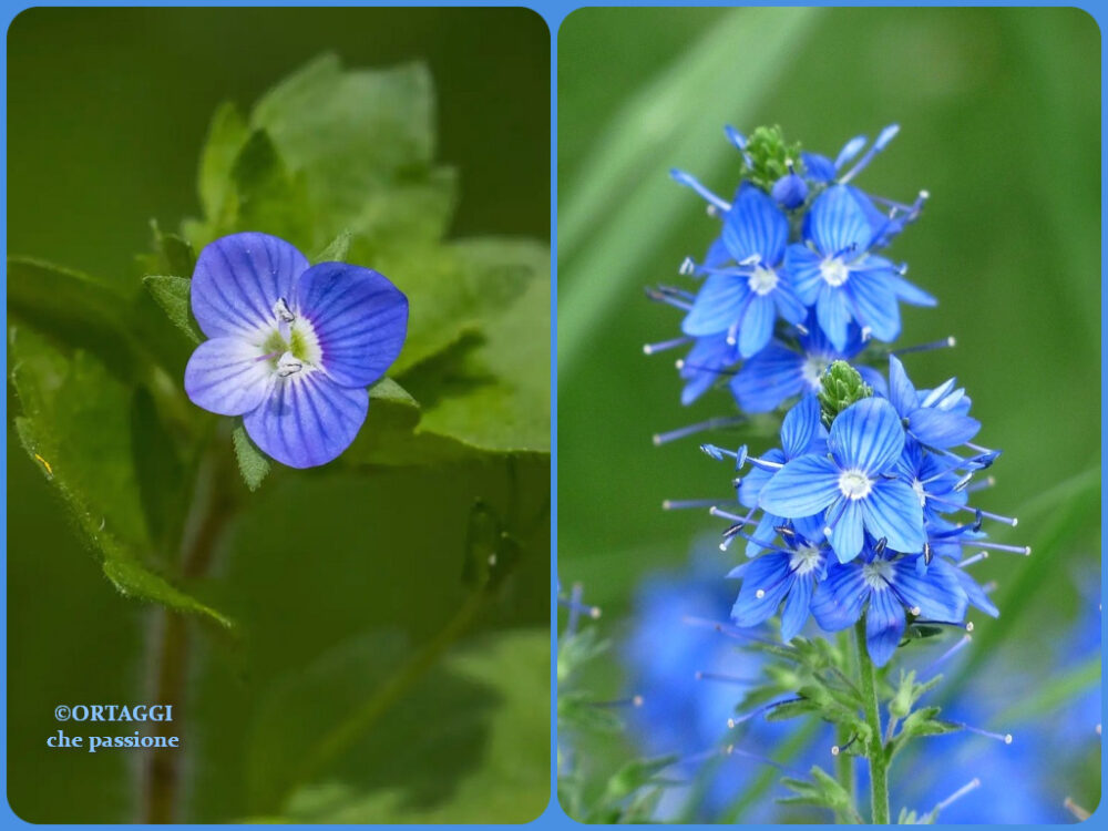 fiore singolo o pluri VERONICA persica comune - OCCHI DELLA MADONNA