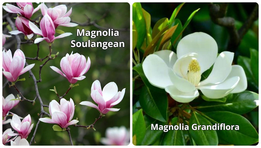 tipi di fiori di magnolia commestibili edibili