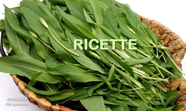 Aglio orsino – RICETTE