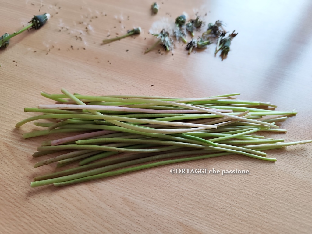 RICETTE come utilizzare in cucina i gambi di tarassaco