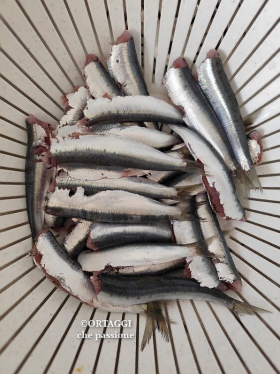 pulire e lavare le sardine