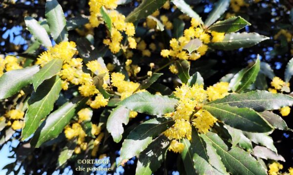 Fiori di alloro in cucina: usi, ricette e benefici