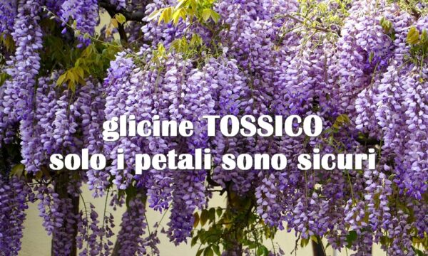 Il glicine è TOSSICO, solo i petali sono commestibili