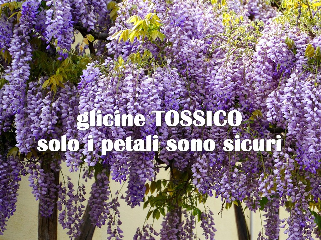 glicine tossico petali commestibili