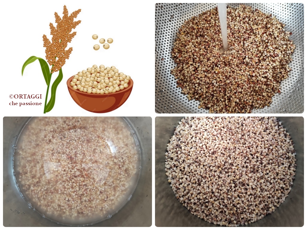 come cuocere il sorgo decorticato o integrale